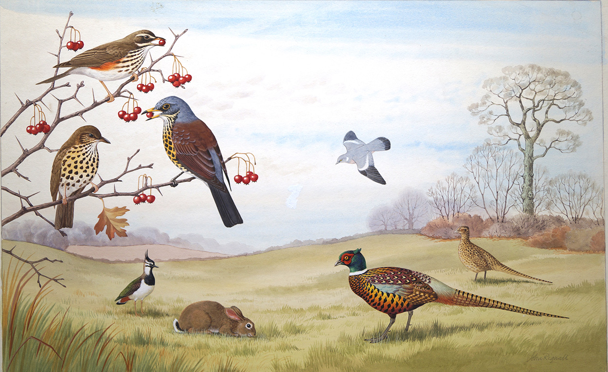Wildlife in an English Meadow (Original) (Signed) art by John Rignall at The Illustration Art Gallery