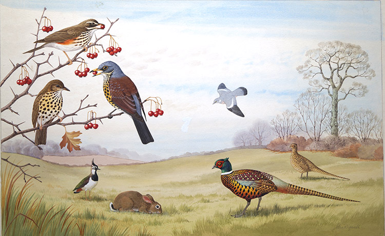 Wildlife in an English Meadow (Original) (Signed) by John Rignall at The Illustration Art Gallery
