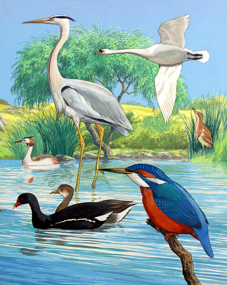 British Water Birds (Original) art by John Rignall Art at The Illustration Art Gallery