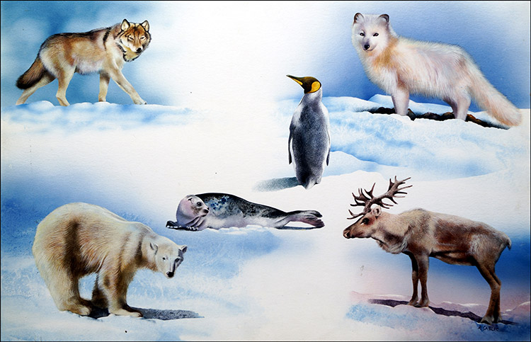 Animals From Opposite Ends of the Earth (Original) by Rudolf Sablic at The Illustration Art Gallery