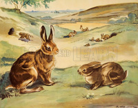Wofflly the rabbit and Quick-ears the hare (Original Macmillan Poster) (Print)