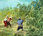 Cutting Sugar Cane (Original)