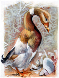 Giorgio Trevisan biography