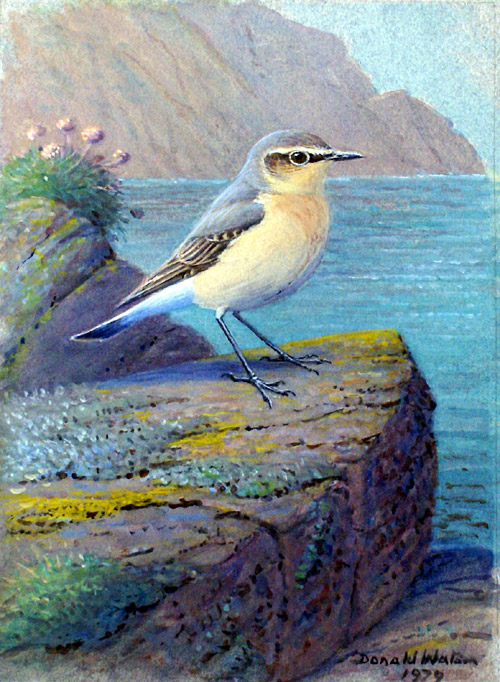 Cock Wheatear (Original) (Signed)