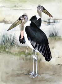 Maurice Wilson biography