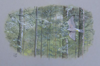 Kenneth J Wood biography